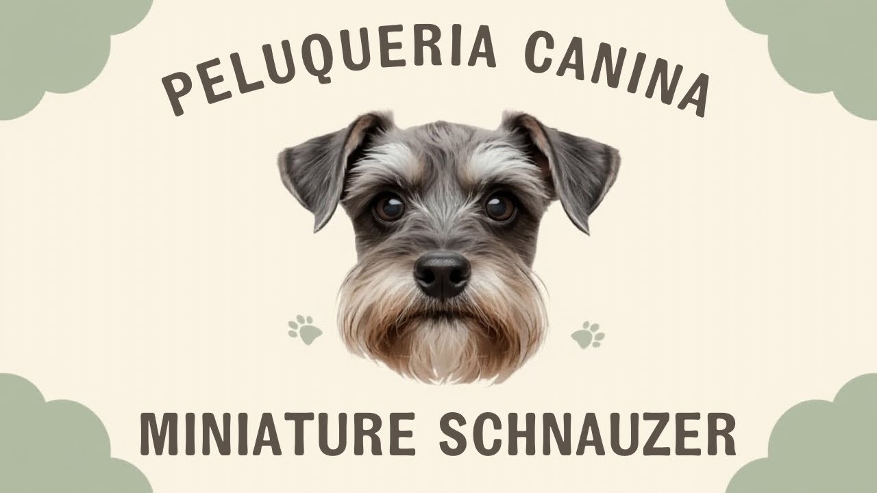 ✂️ PELUQUERÍA CANINA MINI SCHNAUZER 🐶 #doggroomer #mobilegrooming #minischnauzer #pets #viralvideo