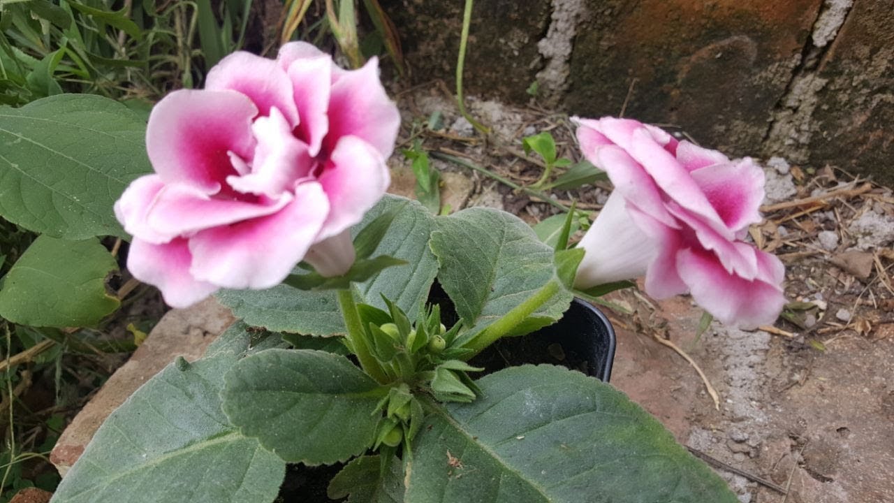 cultivo de la Gloxinia (Sinningia Speciosa) / Gloxinia del florista / Gloxinia Brasileña