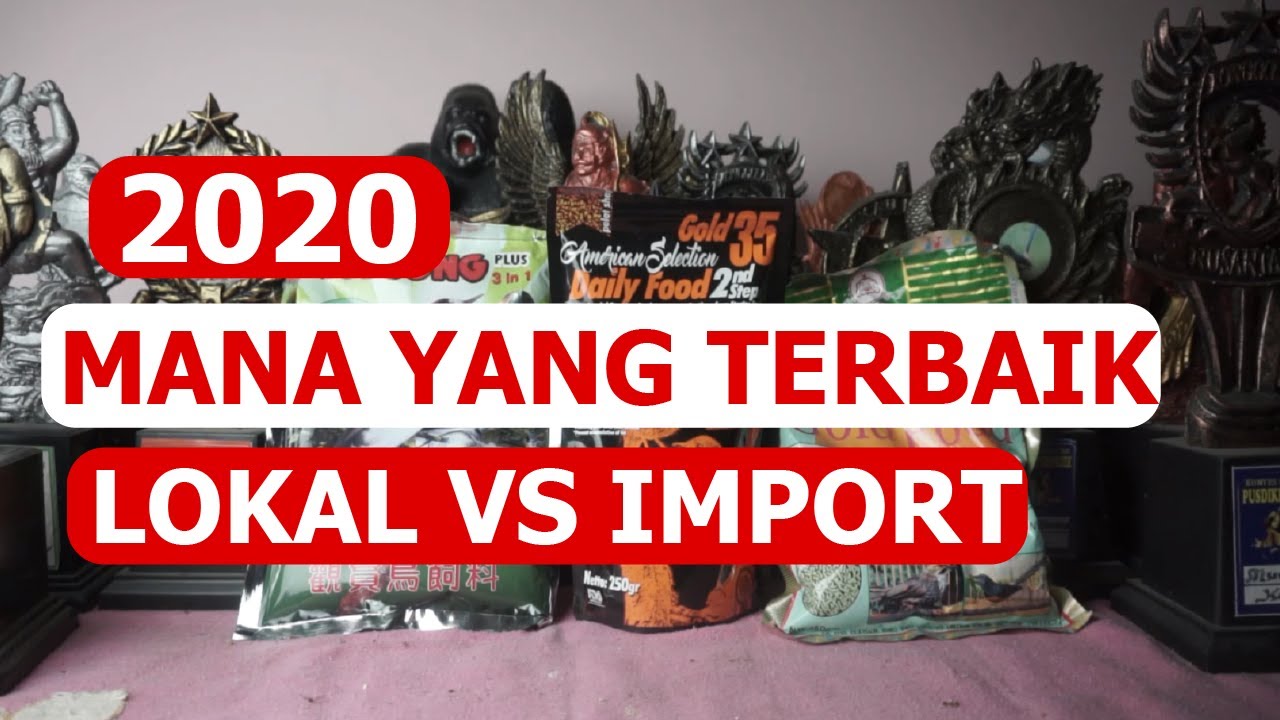 PAKAN VOER MURAI BATU TERBAIK