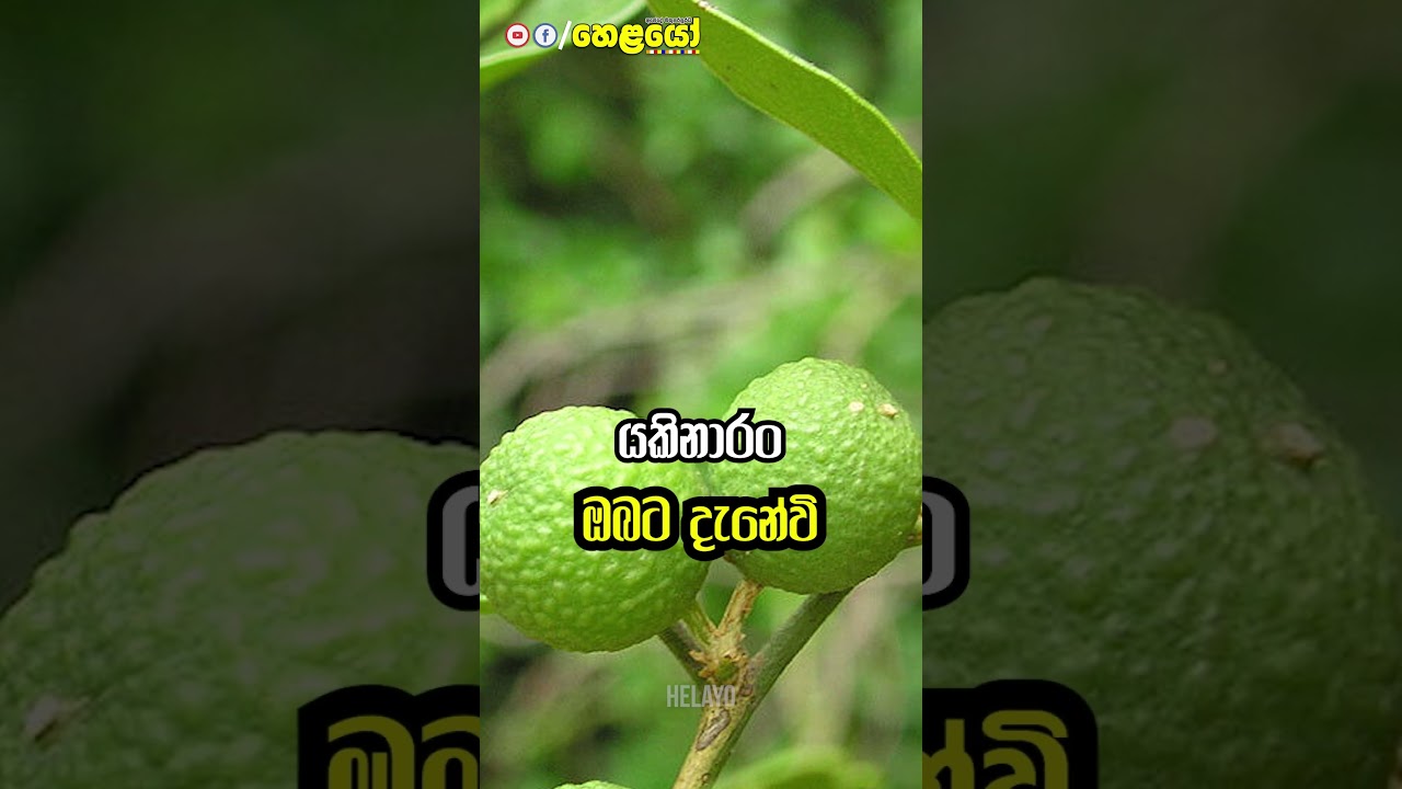 Yakinaran -ය කිනාරං #helayo #srilanka #fact #hair