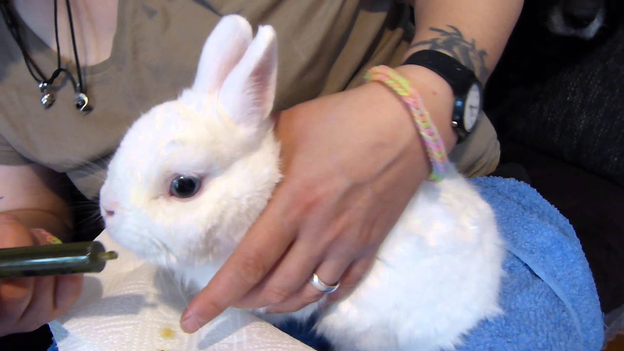 Kaninchen (16.08.14) 01 Bambi bekommt Rodicare akut u.Päppelbrei