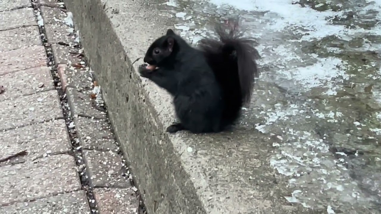 Happy Squirrels Got Acorns 