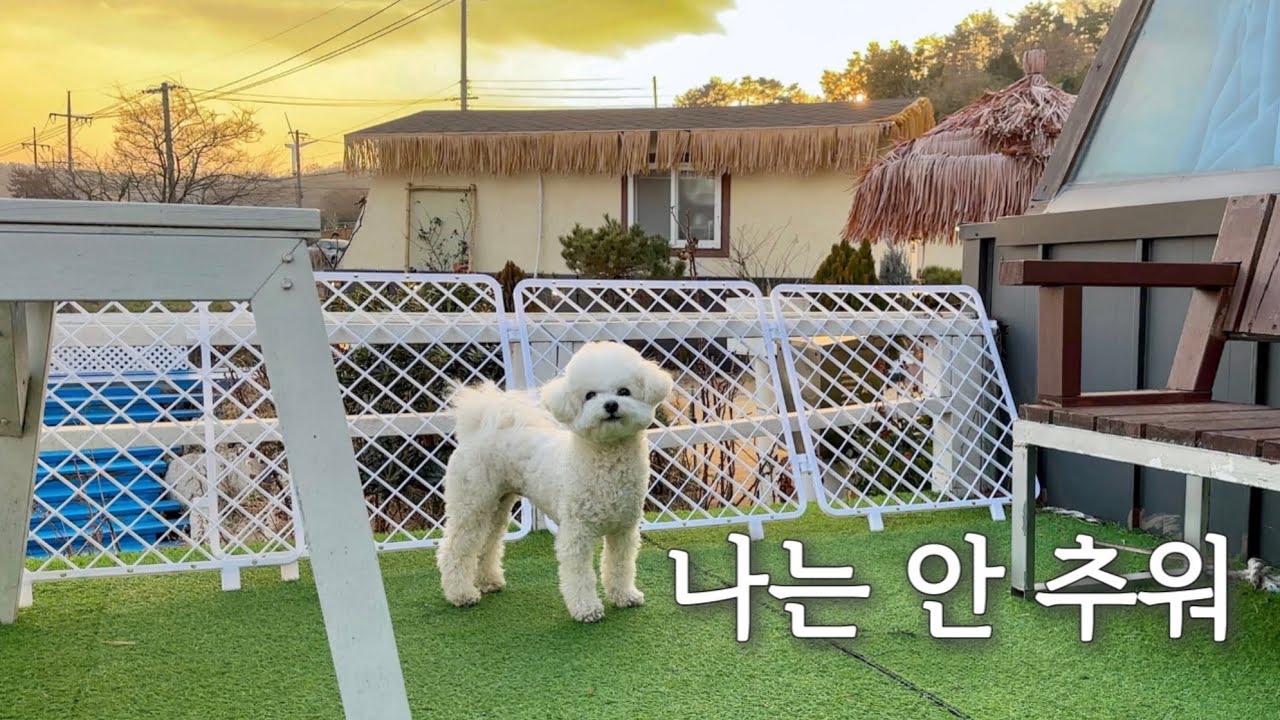 강아지만 신난 혹한기 여행❄️🐶