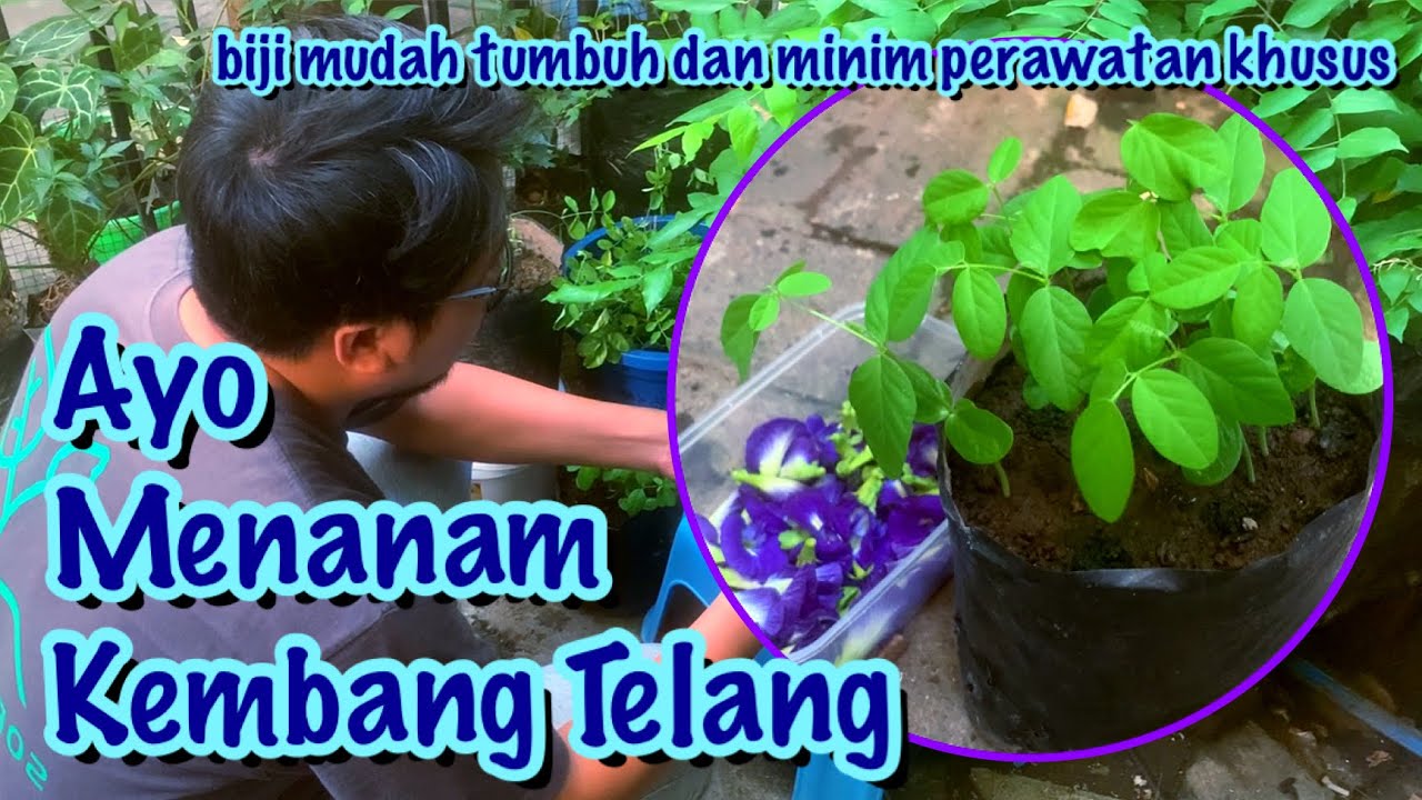Panduan Sederhana Menanam Kembang Telang di Polibag #Berkebun #Bunga 