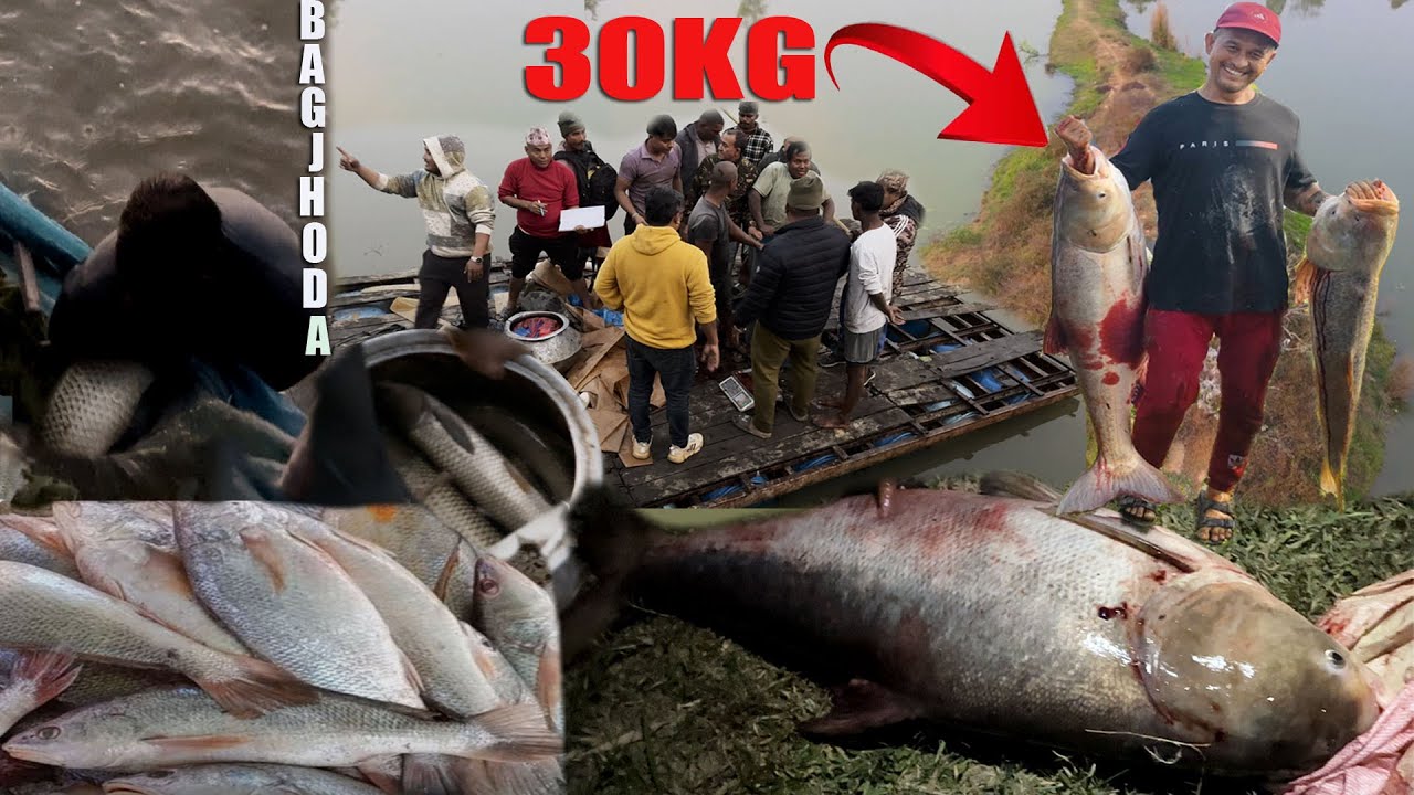 FISHING 30 Kg Biket Fish Catch in Bagjhoda Ponds Biggest Fish Catching in Nepal २५ हजारको विकेट माछा