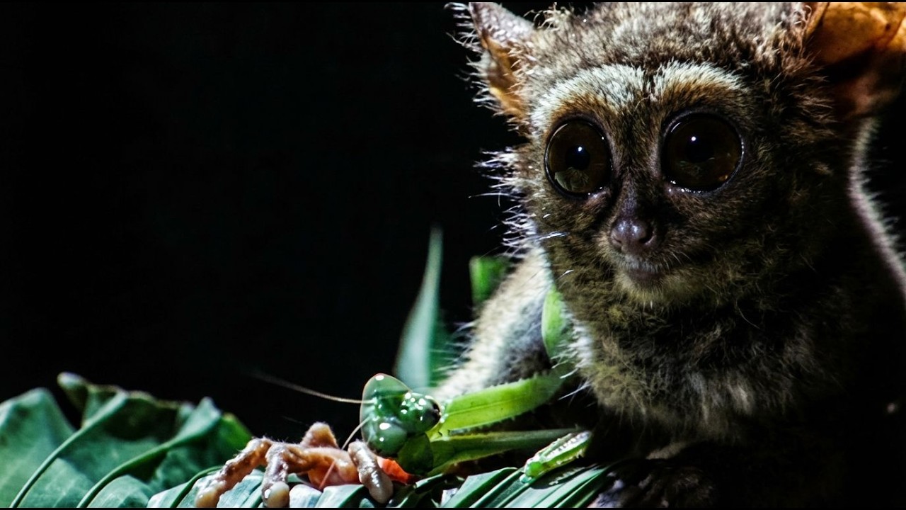 Animal Super Senses: Masters of the Dark
