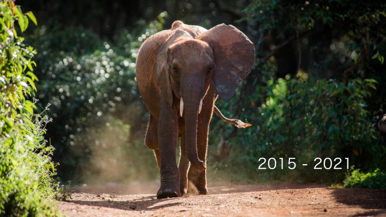 Remembering Luggard | Sheldrick Trust
