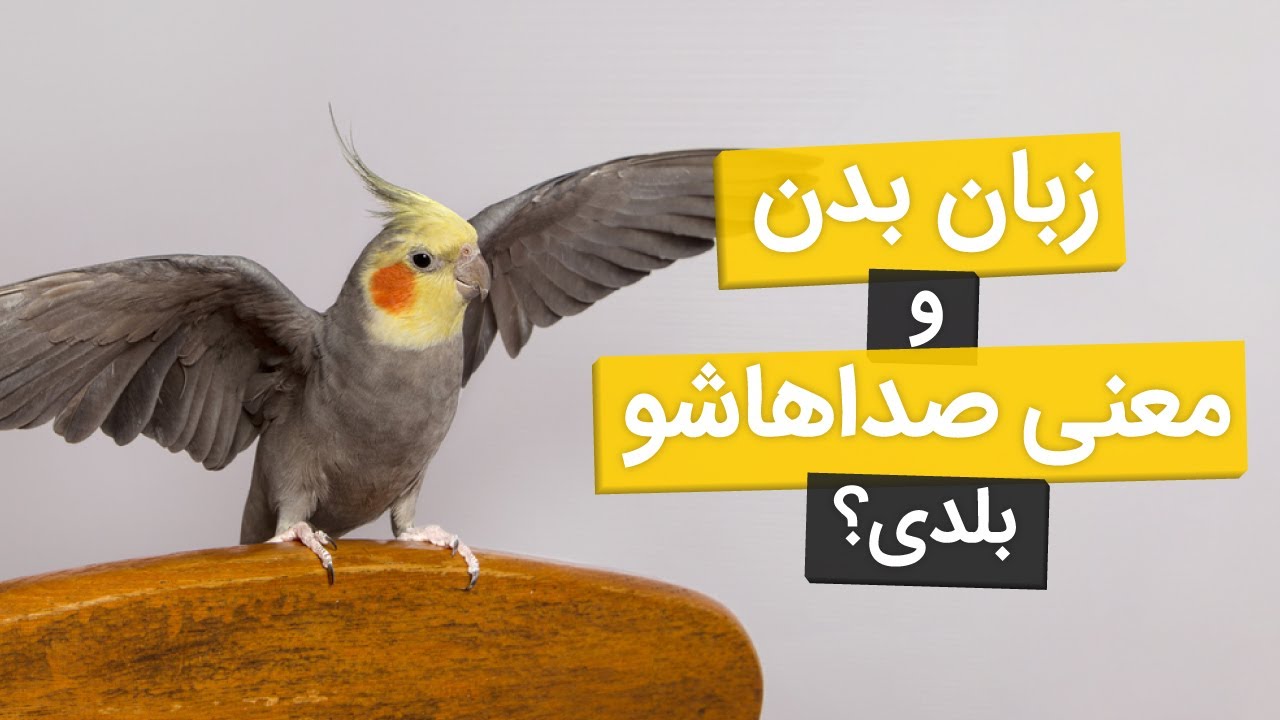 معنی صداها و حرکات مختلف عروس هلندی