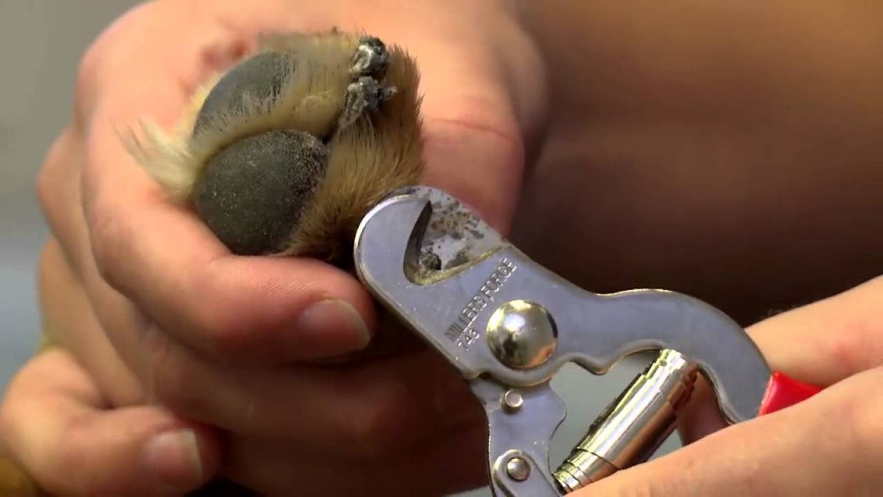 Kloklippning på hund