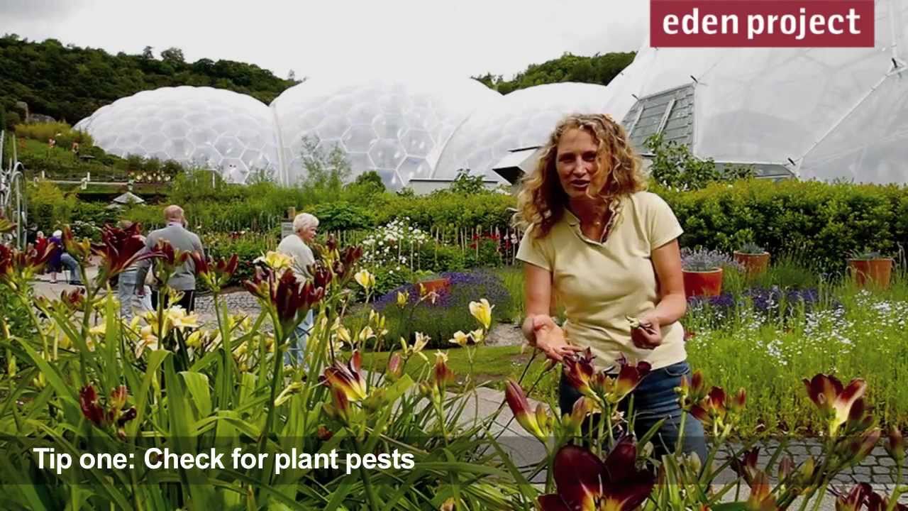 10 tips for gardeners in July from the Eden Project