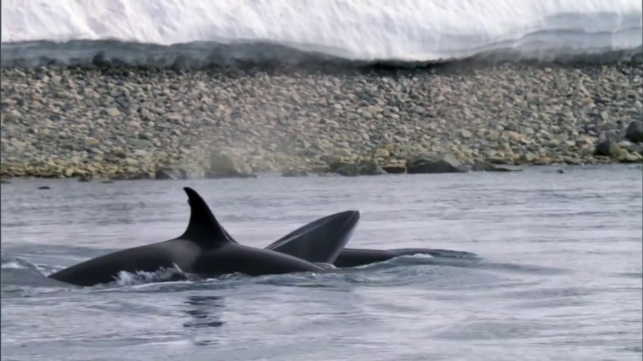 Killer Whales Attack Minke Frozen Planet BBC Earth