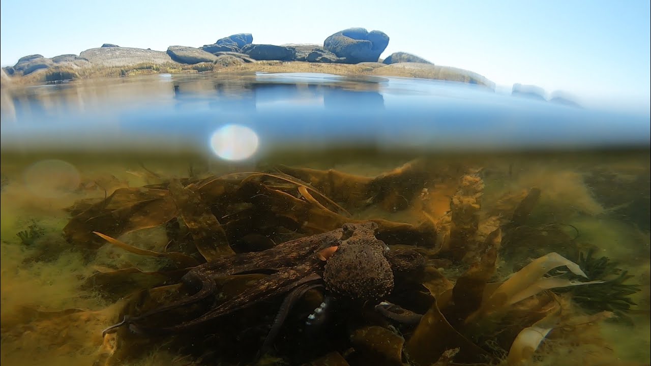 Pesca submarina del pulpo en Galicia
