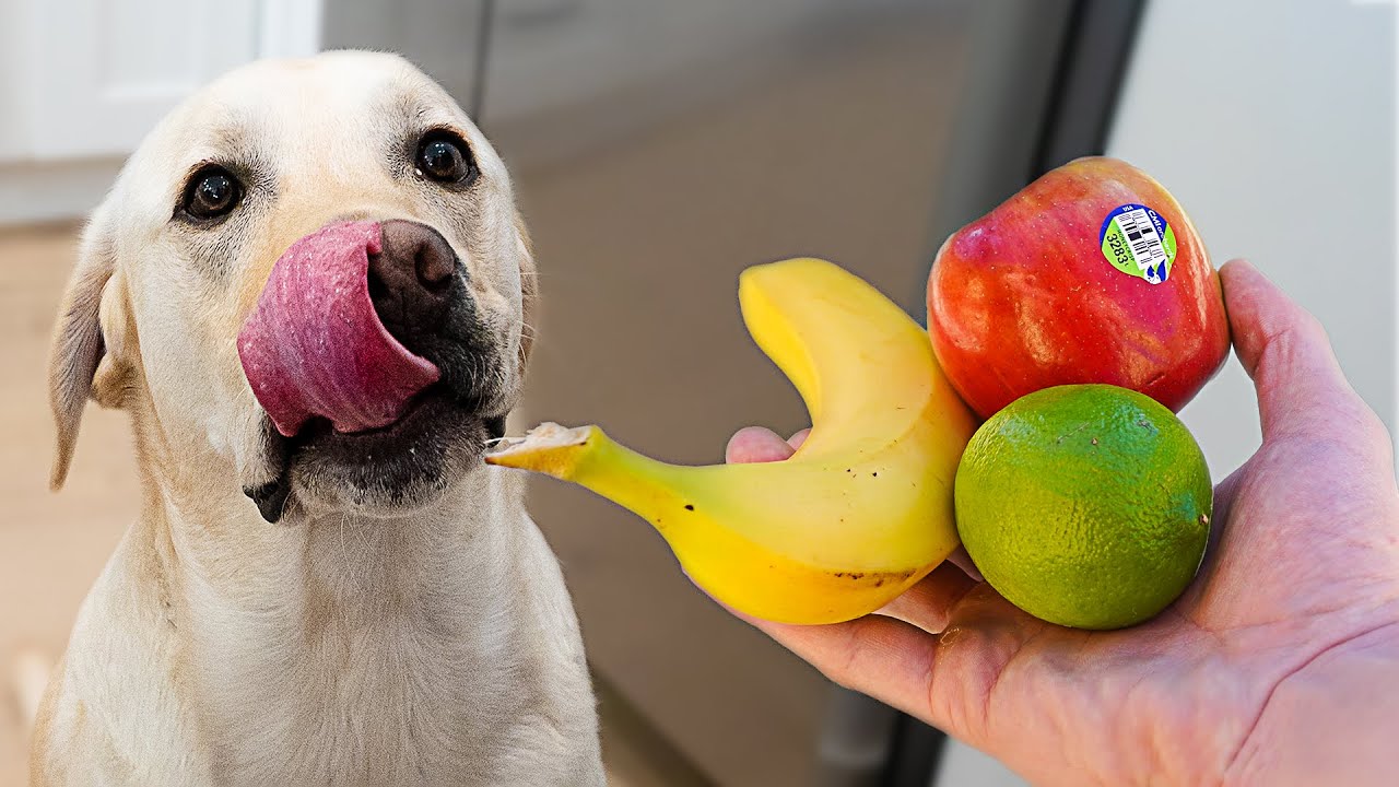 LABRADOR REVIEWS FRUITS!! *ADORABLE*