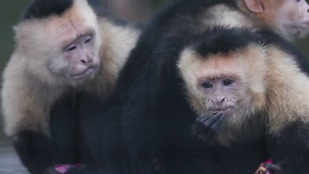 The ENTERPRISING Capuchin Monkey  What's Your Work Personality