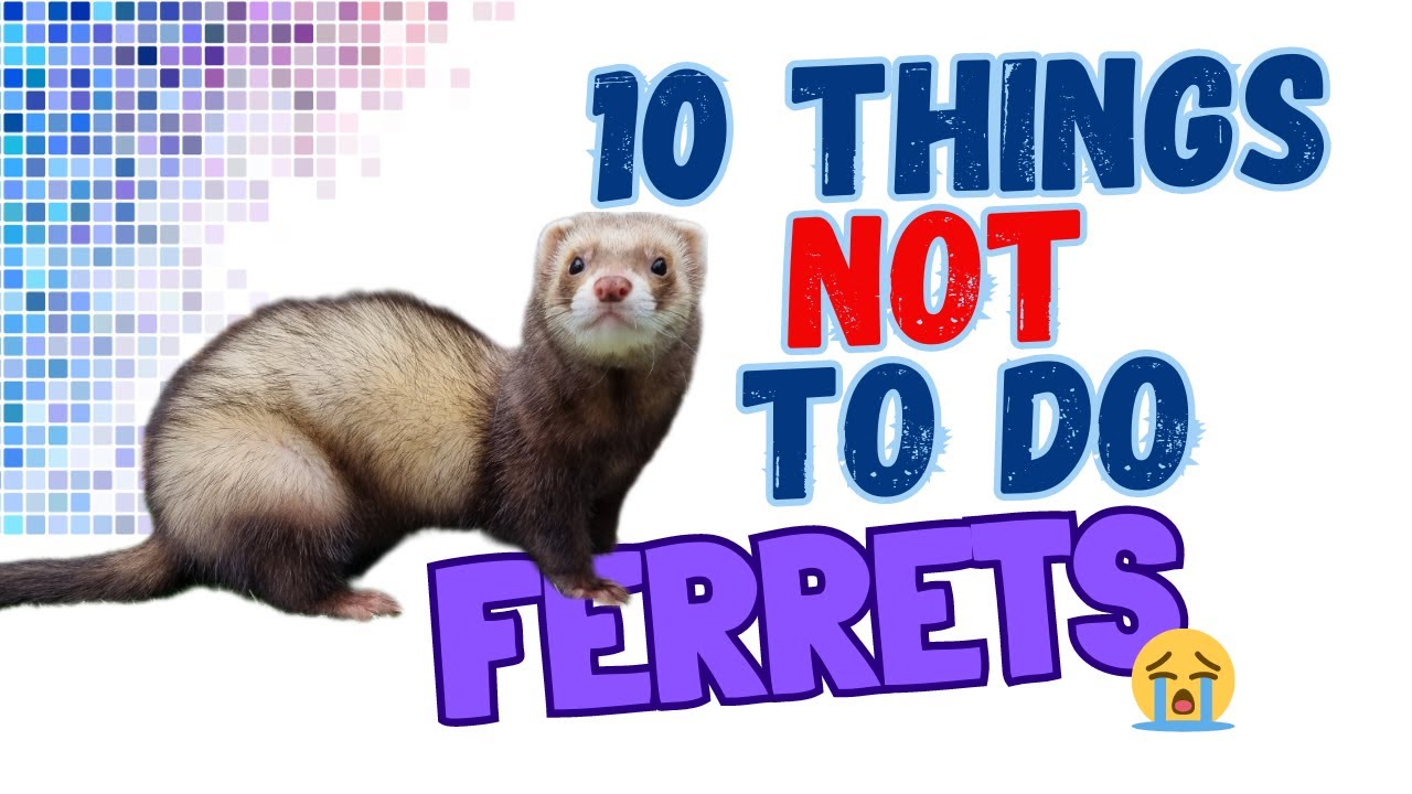 10 Things You Should NOT Do to a FERRET!
