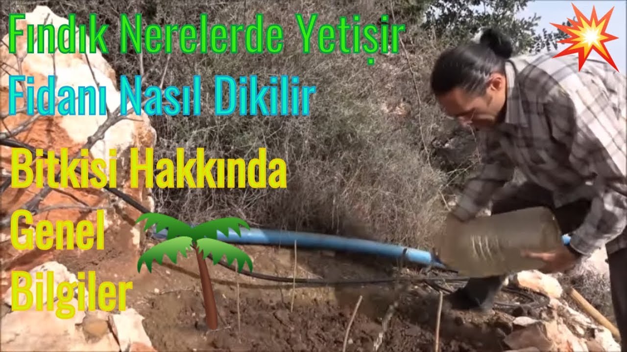 Bahçemize Fındık Fidanı Diktik 🌴 (Fındık Hakkında Genel Bilgiler)