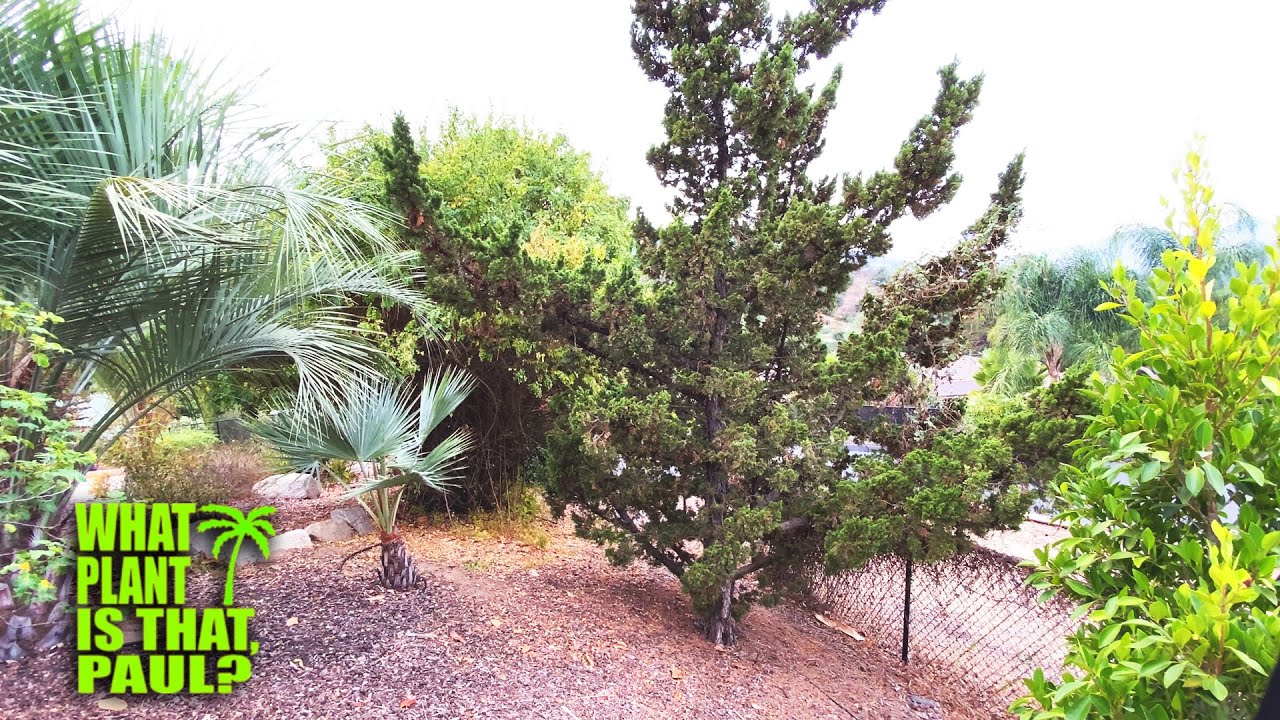 Juniperus Chinensis (Hollywood Juniper) its TWISTED, RUSTIC form makes this a GREAT Landscape Accent