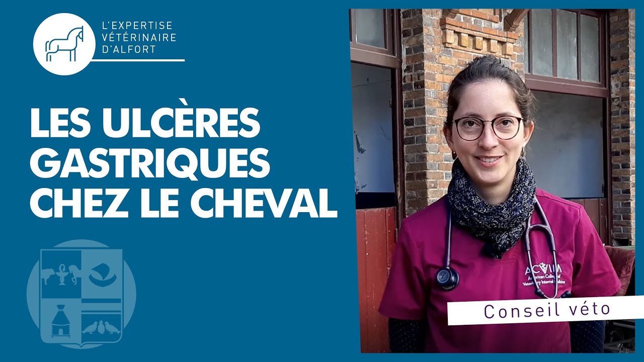 Tout savoir sur les ulcères gastriques chez le cheval