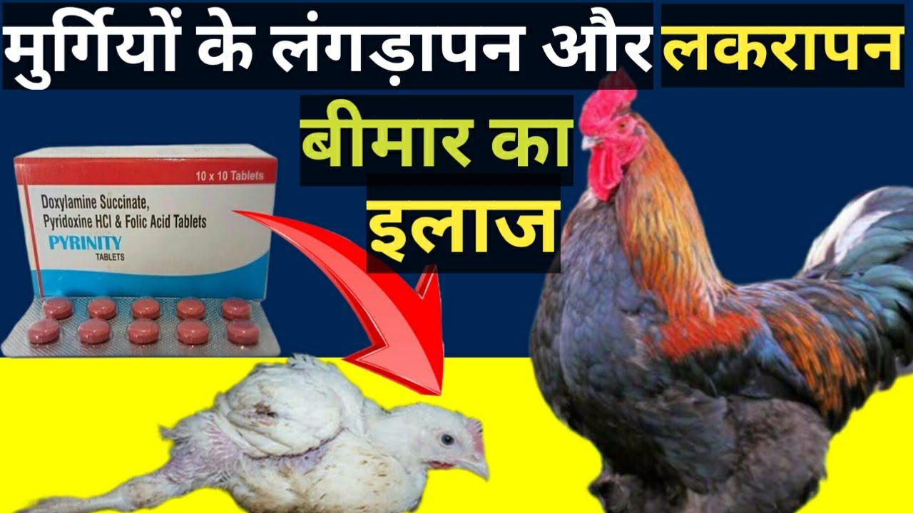 मुर्गियों के लंगड़ापन और लकवापन बीमार का जबरदस्त इलाज़(Paralysis and lamness in chicken)