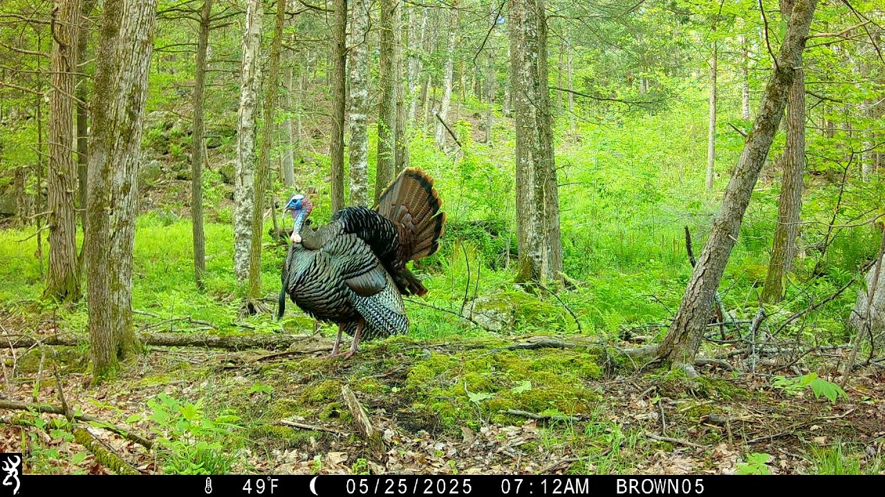 A Beautiful Turkey in the Hilltowns