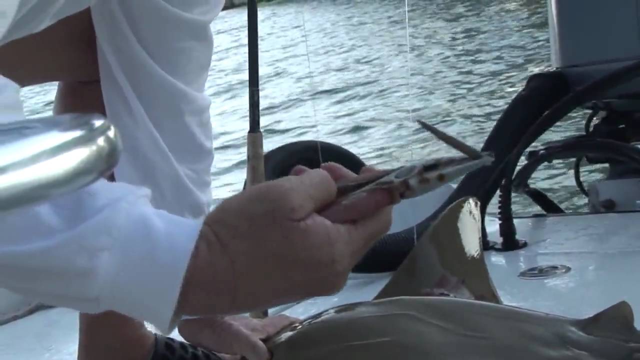 How to Catch Sting Rays for Bait! Chew On This Fishing Show