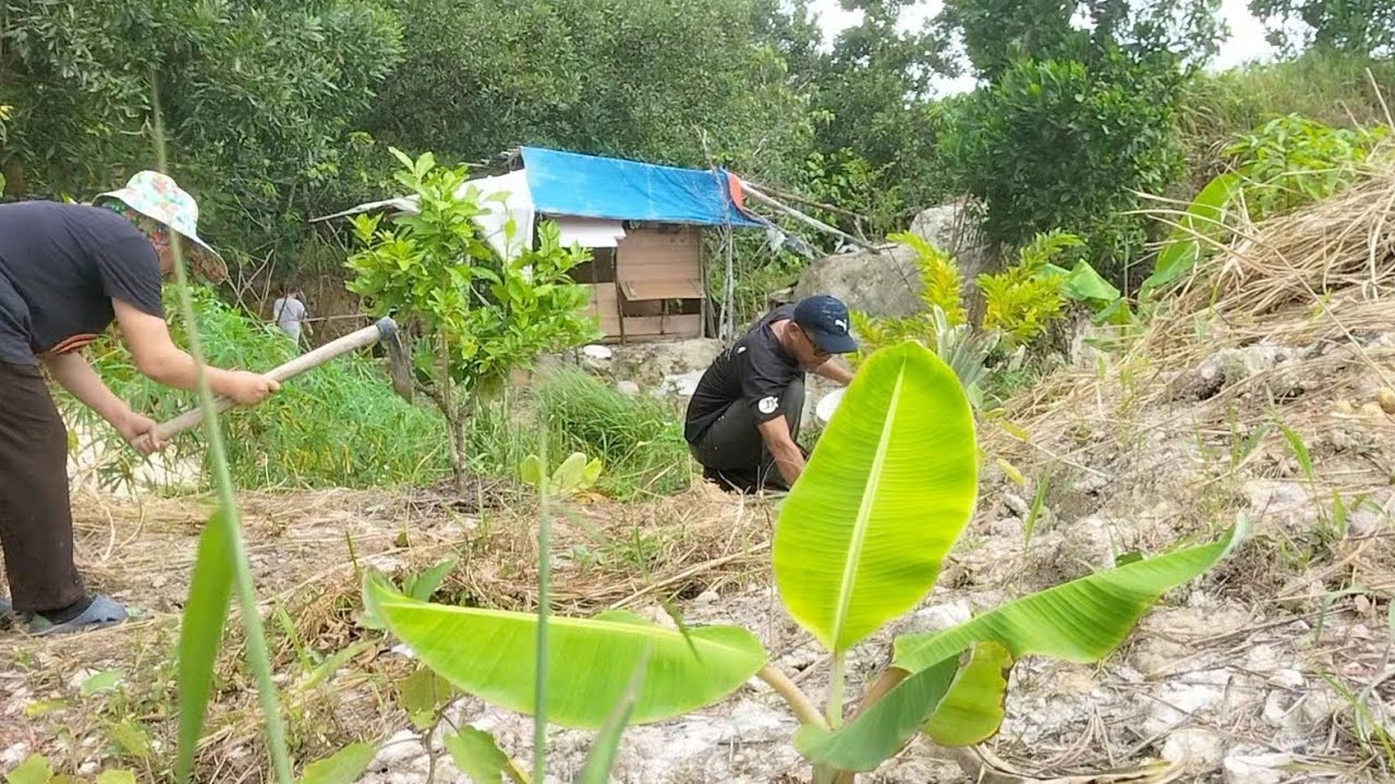 Weeding, planting cassava & taro/my son goes fishing 🥰