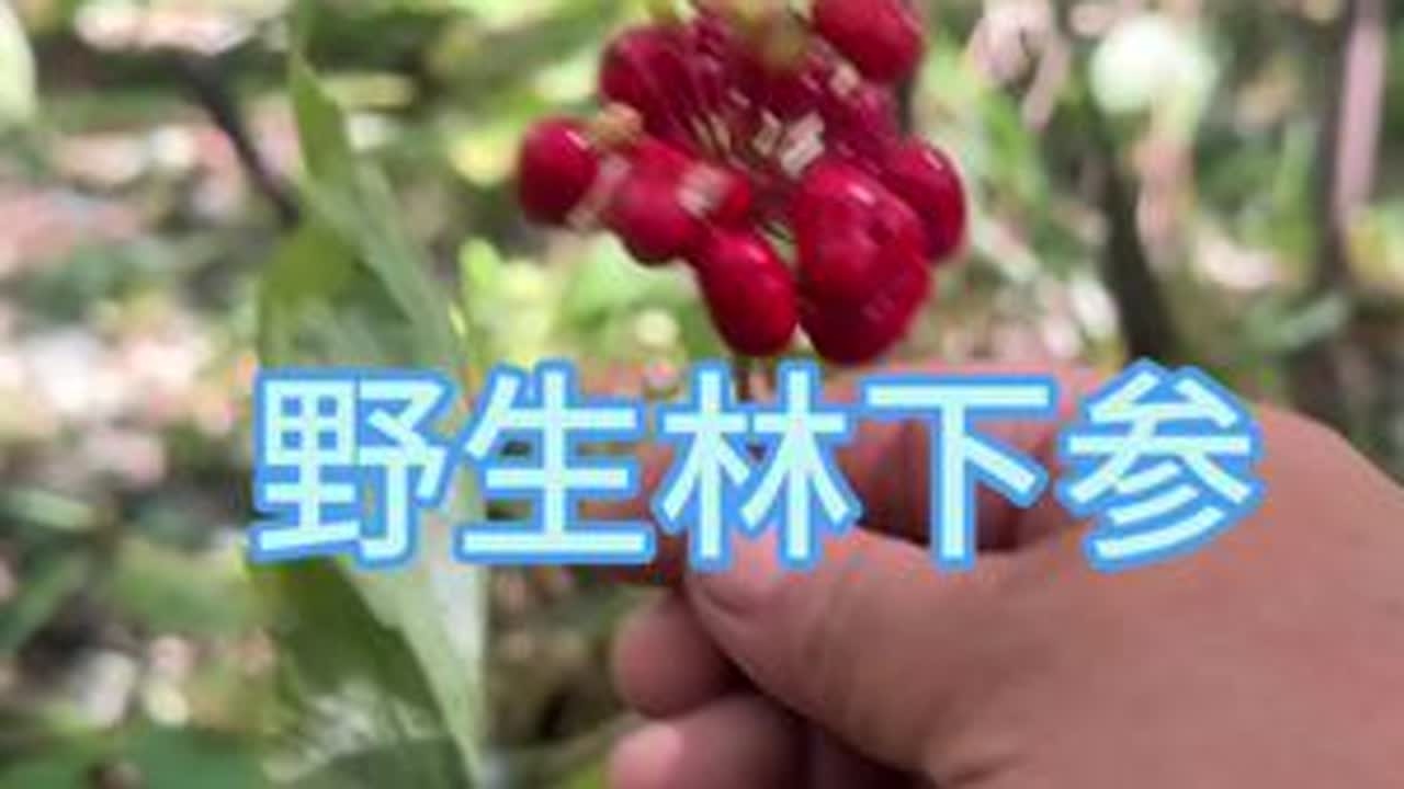 上山一下子遇到十多颗人参就问你懵不？还以为发财了呢😂原来都是野生林下参！😂😂#支持三农扶持三农发展 #你的家乡有这种植物吗 #记录我的大山生活