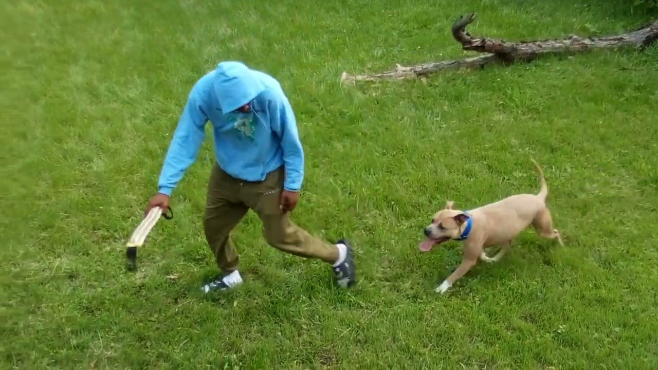 Me and Max apbt playing around