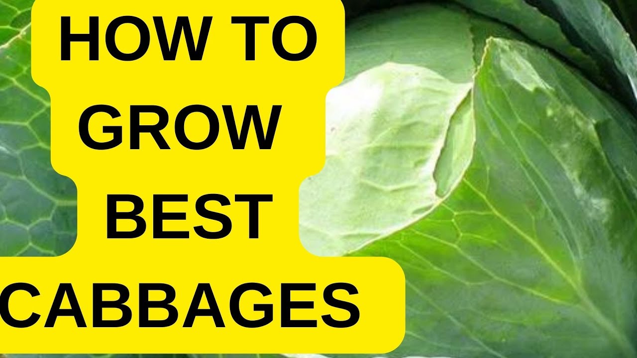 Cabbage farming in Kenya 2024