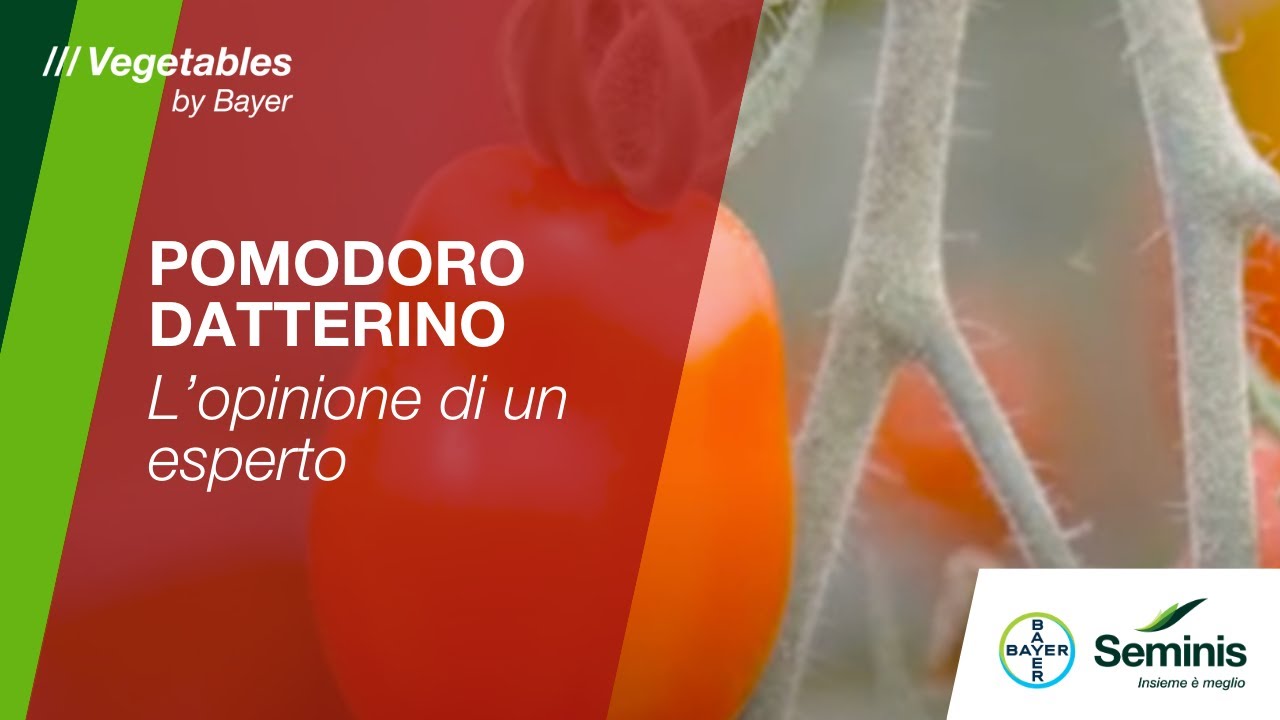 Pomodoro Datterino: pi&ugrave; reddittivit&agrave;, pi&ugrave; qualit&agrave;, pi&ugrave; gusto /// Seminis by Bayer