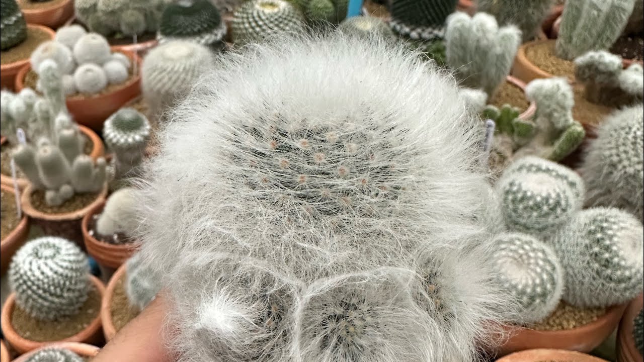 เปลี่ยนกระถาง mammillaria guelzowiana lau 640 หรือแมมลูกแมว วันที่ 20 พฤศจิกายน 2568