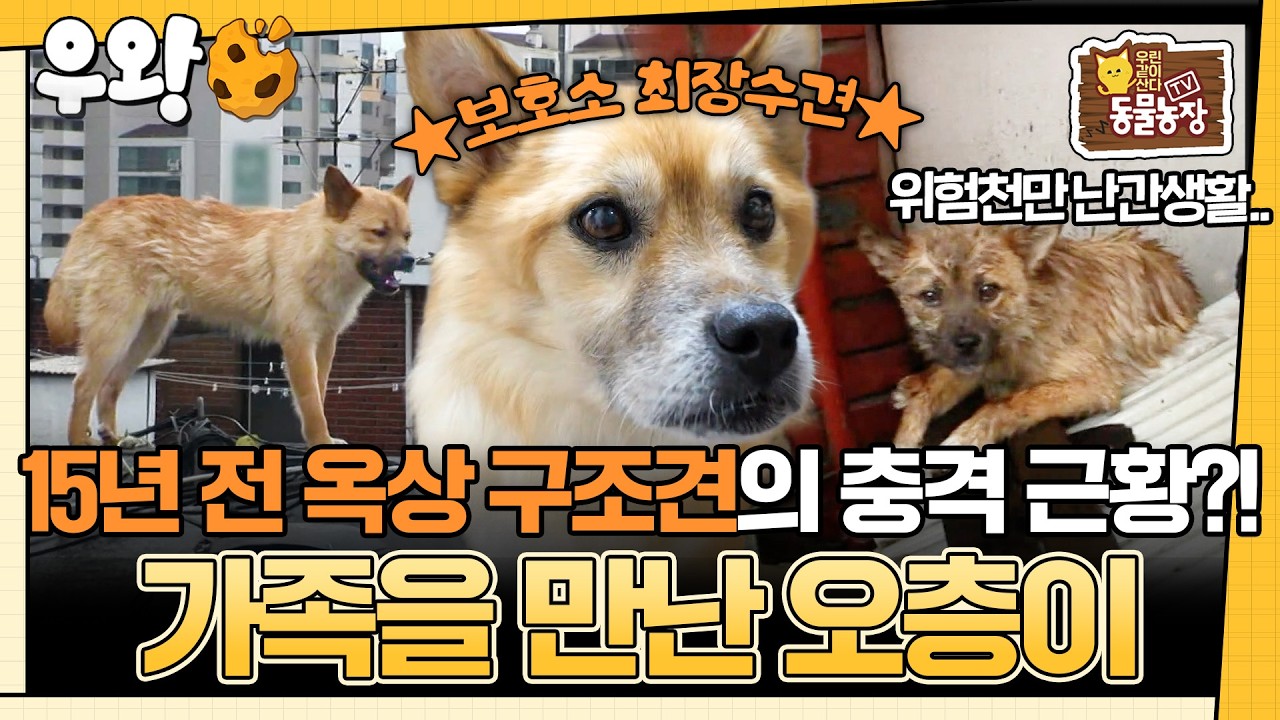 [🥐‍️#우왕] 옥상 난간에서 생활하던 강아지, 14년 보호소 생활 끝에 일어난 기적 #TV동물농장 #우와한비디오 #우와비