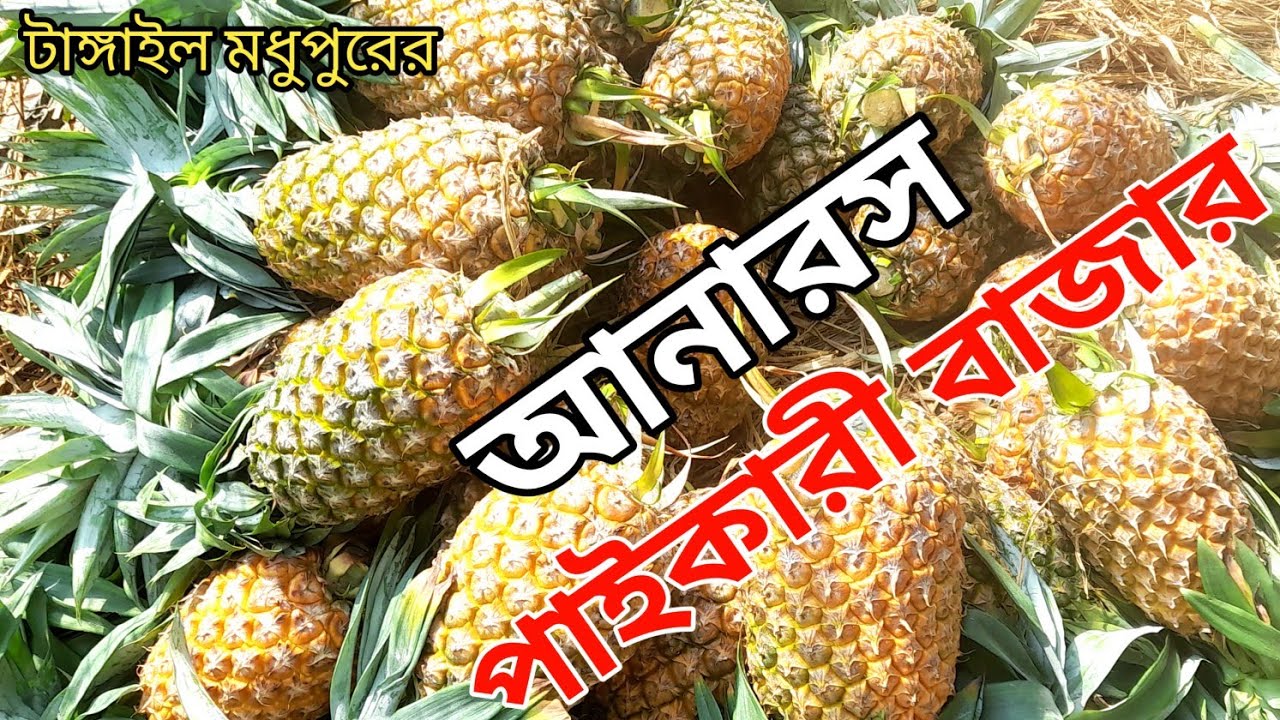 মধুপুরের আনারস পাইকারী || সোনা মিঞার ঘরে || মহাদেবপুর পুরান ব্রীজের সামনে || Mohadevpur Naogaon 