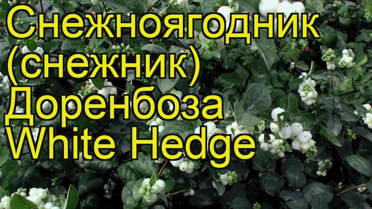 Снежноягодник доренбоза Вайт Хедж. Краткий обзор, описание symphoricarpos?doorenbosii White Hedge