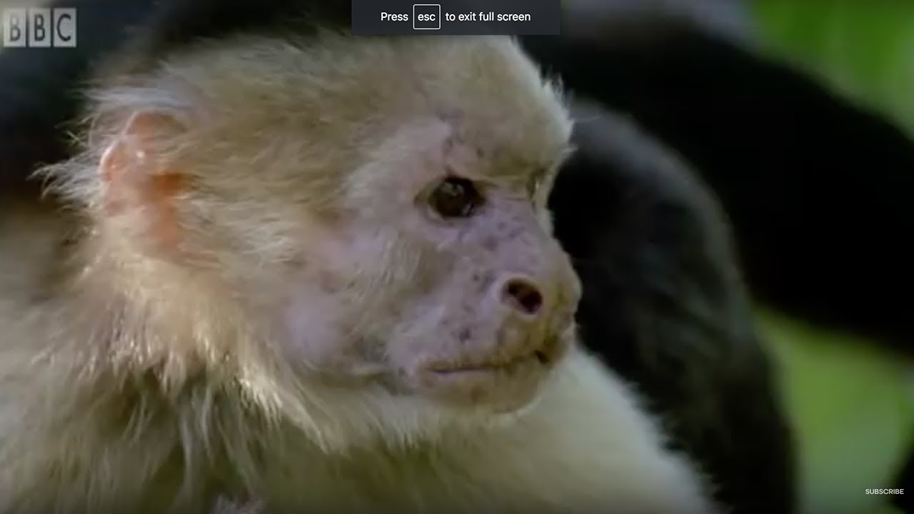 Обезьяний обрыв | Умные обезьяны | BBC Earth