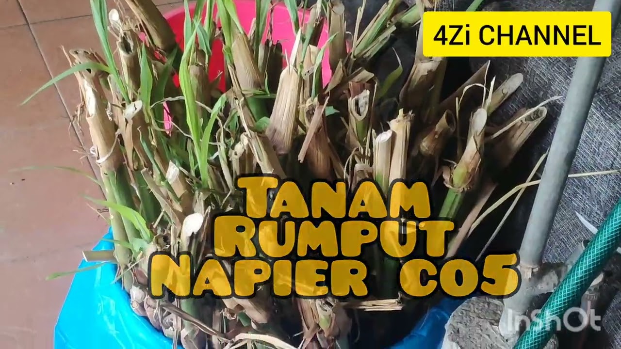 Tanam Napier CO5
