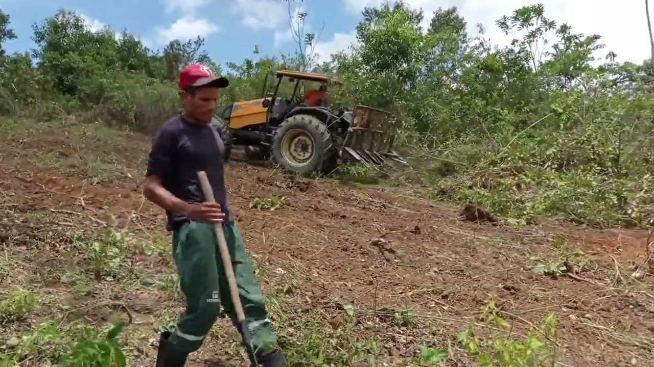 trator fazendo a derruba da capoeira usando o ancinho ou rastelo 🐎🐂🐄