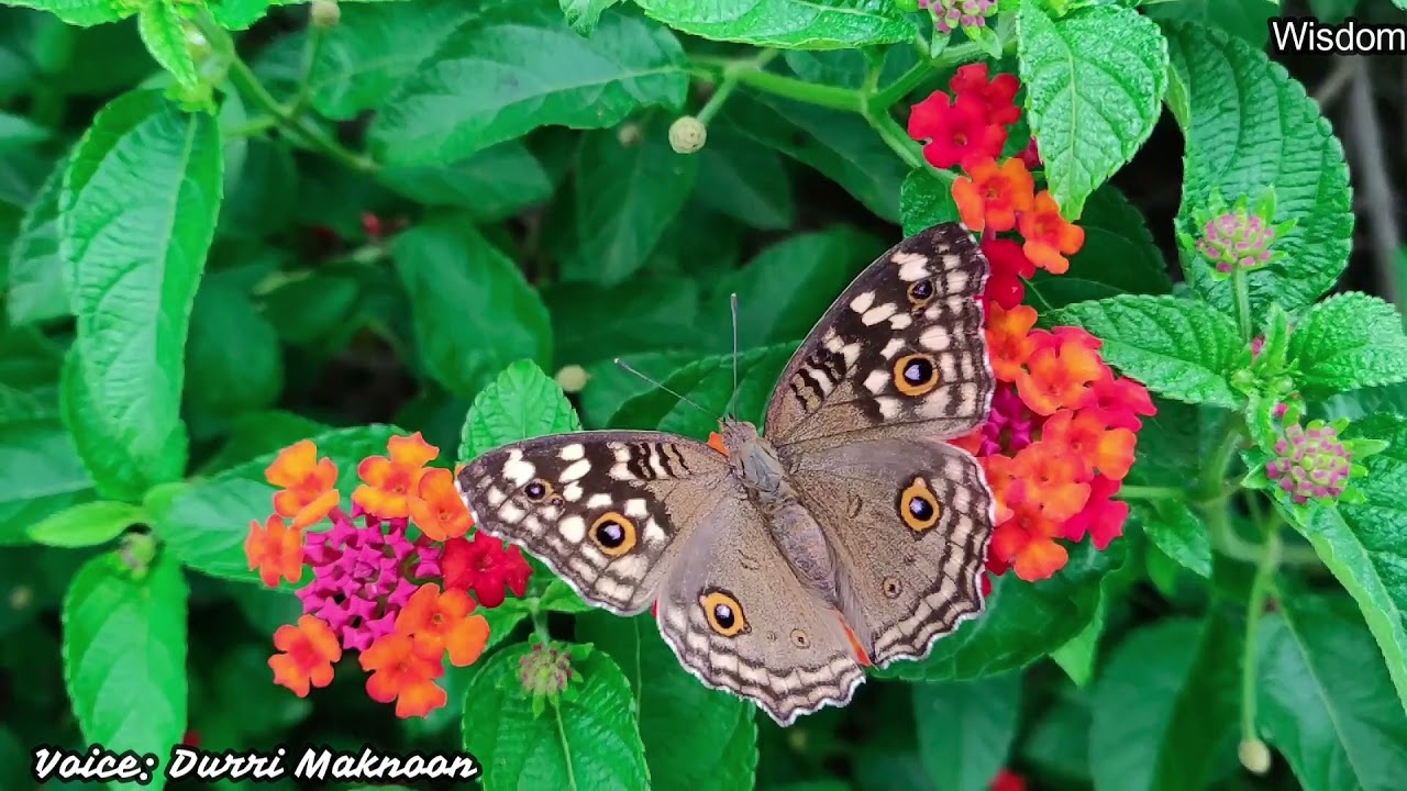 Ismaili Ginan, Urdu Recited By Durri maknoon