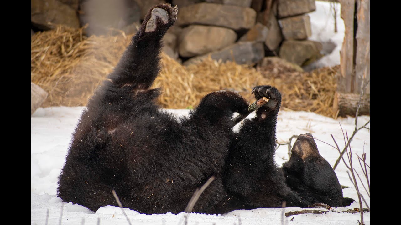 Zoo Ecomuseum - Sortie d'hivernation de Genie