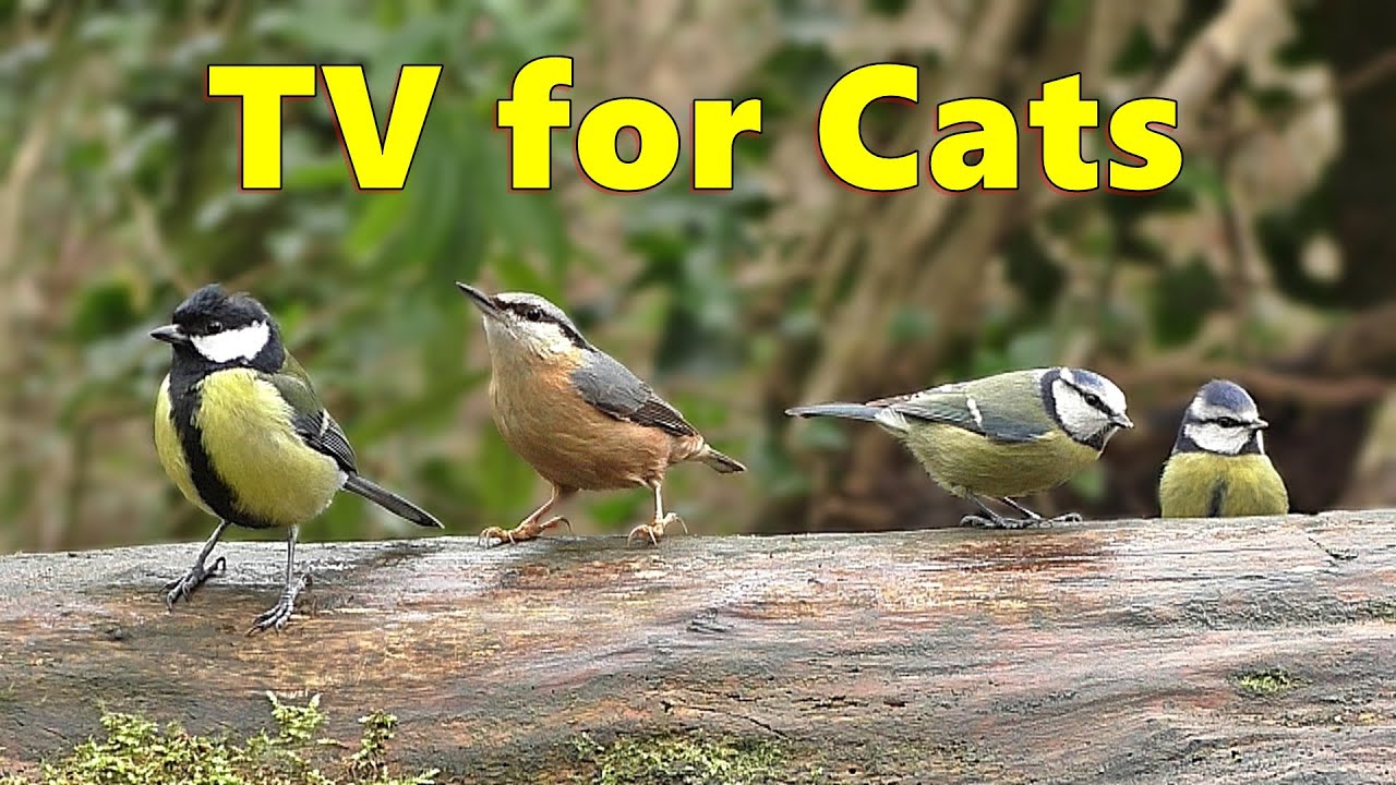 Birds for Cats to Watch ~ Cat Entertainment TV ⭐ 8 HOURS ⭐