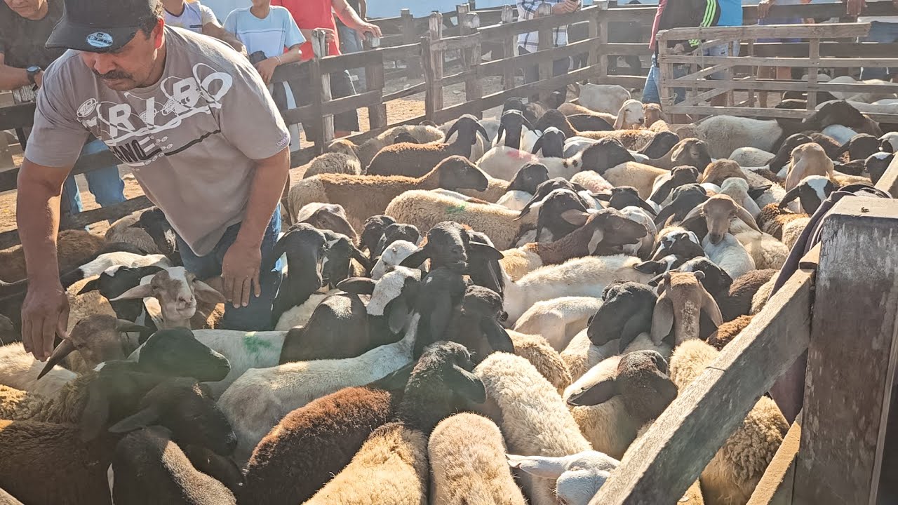 FEIRA DE CARNEIROS E SUÍNOS DE CACHOEIRINHA PE, (05/02/25)