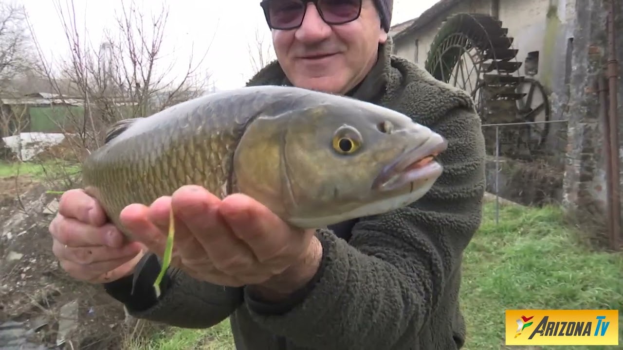MONDO PESCA  - LA FONTANA DEI CIPRINIDI - CAVEDANI - PIGHI - BARBI -CARASSI - CARPE   #pescasportiva