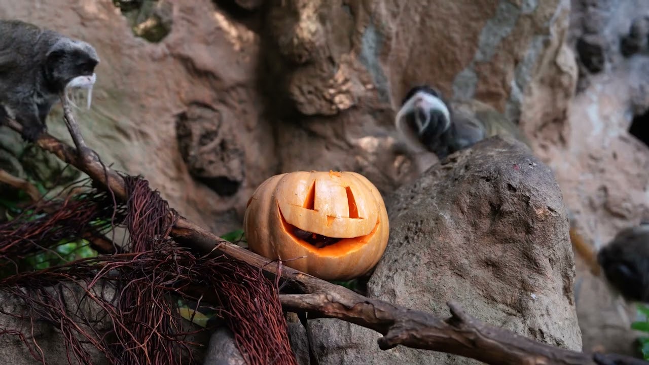 Halloween enriquecimientos 2023