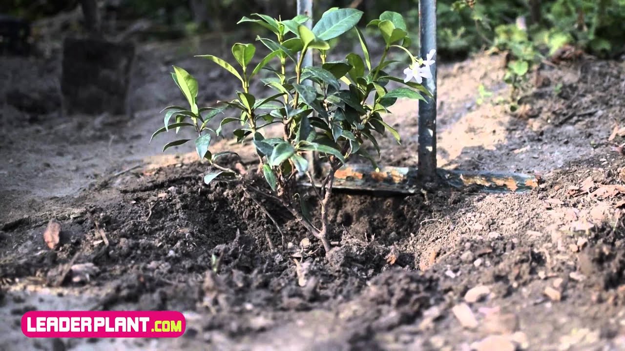 Comment planter un jasmin ?