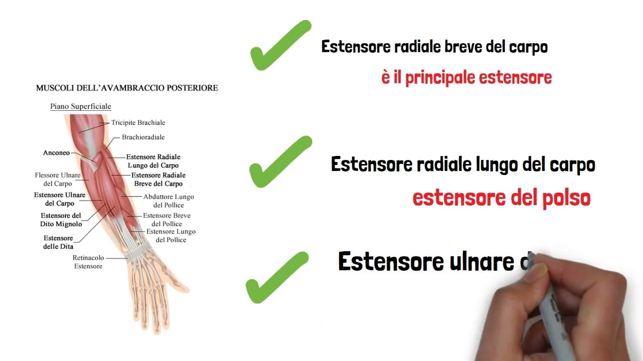 59.  Muscoli della mano