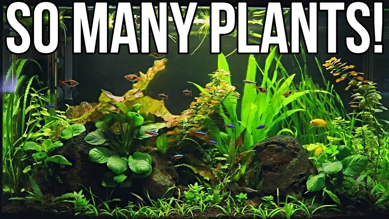 My 29 Gallon is Looking Awesome!