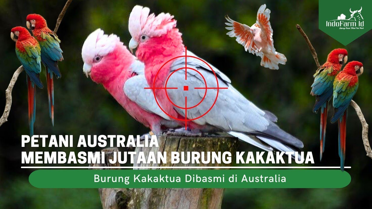 AUSTRALIA BASMI JUTAAN BURUNG KAKAKTUA | Cara Australia Menangani Serbuan Hama Burung Kakaktua
