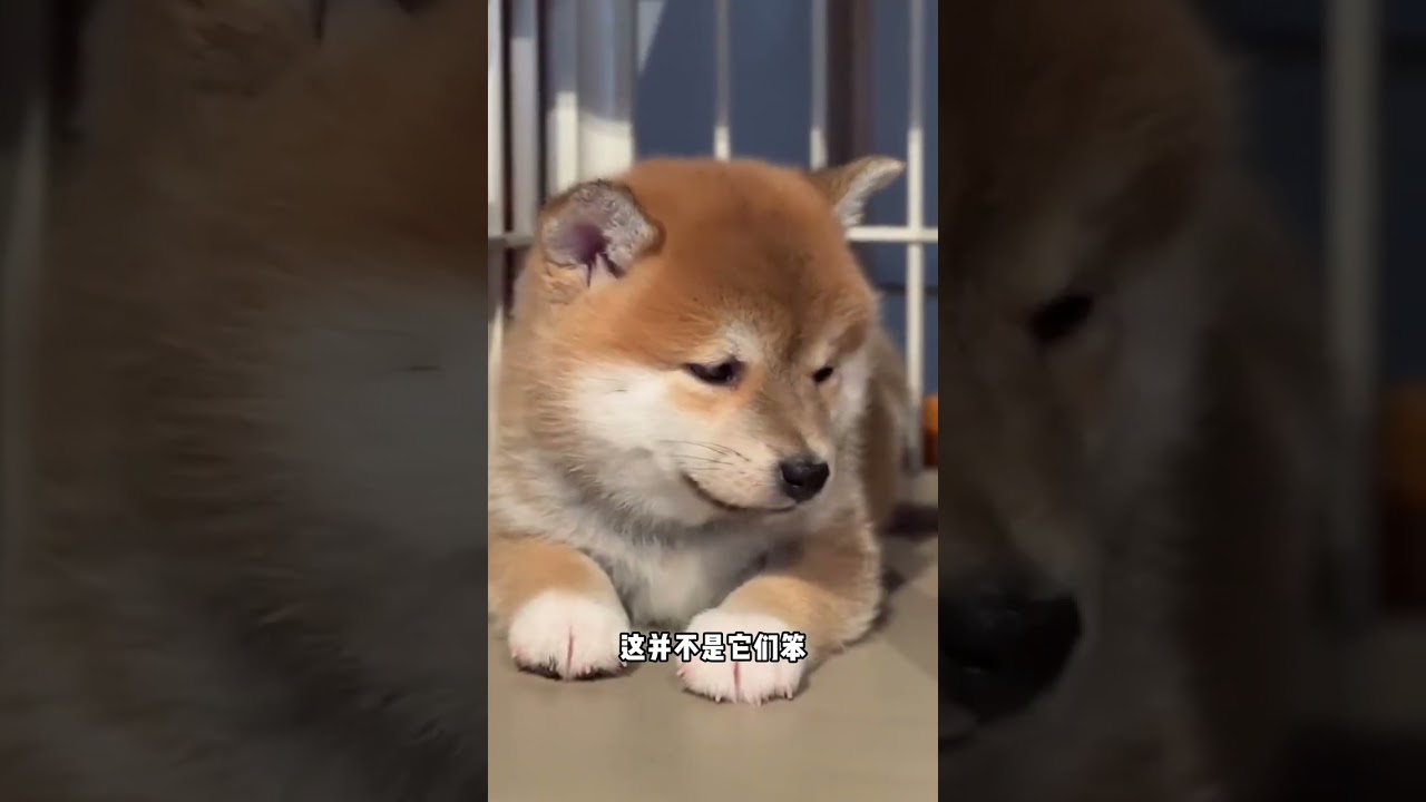 Why should we often talk to dogs
