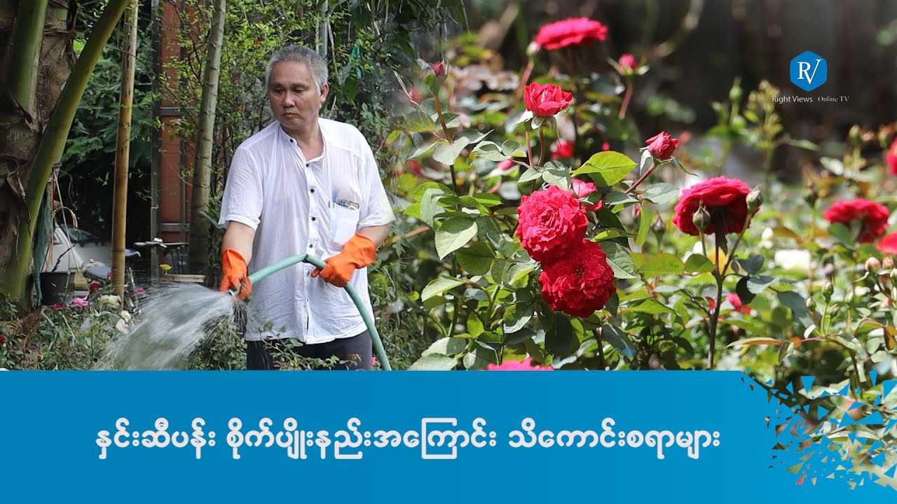 နှင်းဆီပန်း စိုက်ပျိုးနည်းအဆင့်ဆင့်နှင့် နှင်းဆီပန်းအကြောင်း သိကောင်းစရာများ