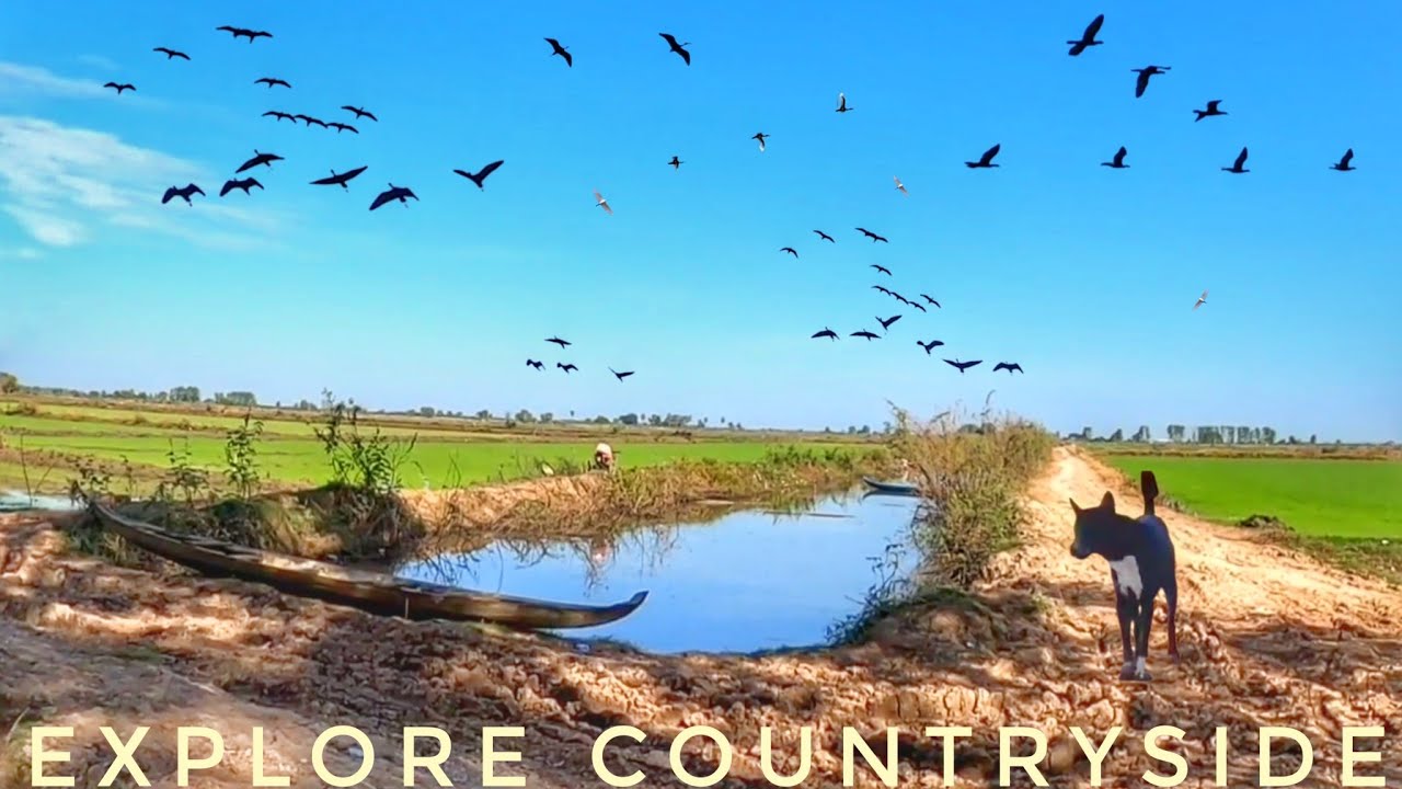 Hundreds of Birds Fill the Sky Over These Rice Paddies #countryside #rural #ambiance